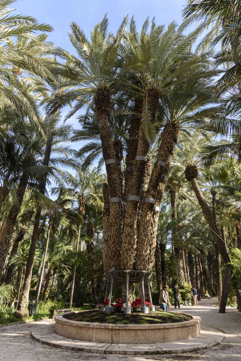 Alicante - Elche 42 - Huerto del Cura - Palmera Imperial.jpg